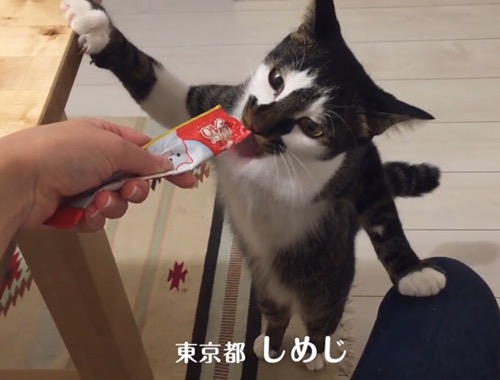 猫のおやつチャオのチュールは与えすぎに注意!